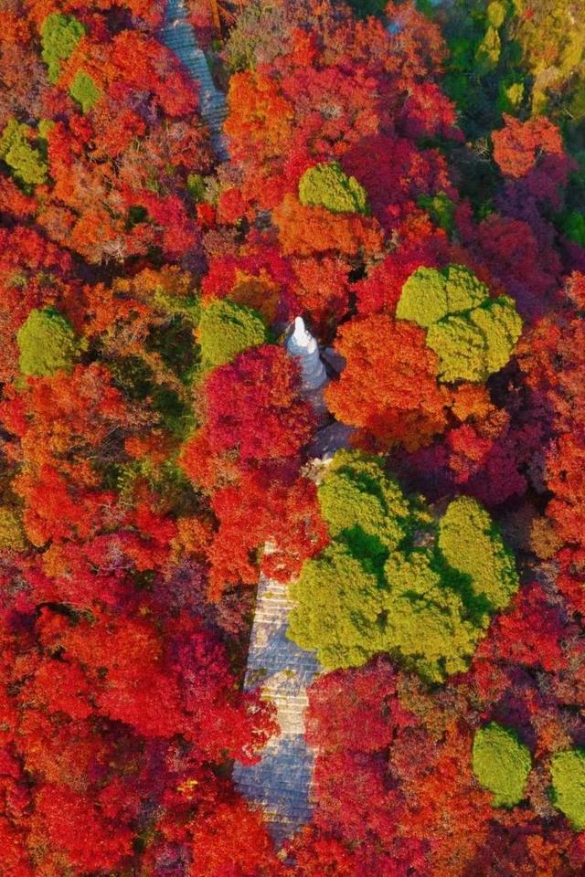 霜降至！中国五大红叶观赏地石门坊迎“全红时刻”，“齐鲁红叶之冠”尽显“当红不让”