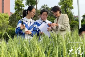 不种花草种小麦 芜湖这所中学让学生在校园感受“田园”生活图片