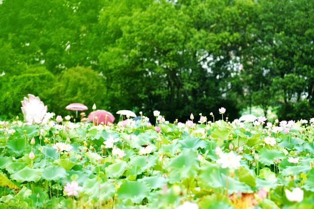 通城：享受夏日荷塘美景