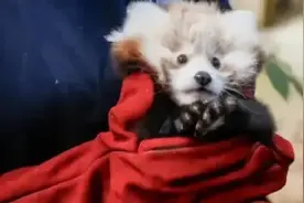 爱丁堡小熊猫因烟花应激死亡图片