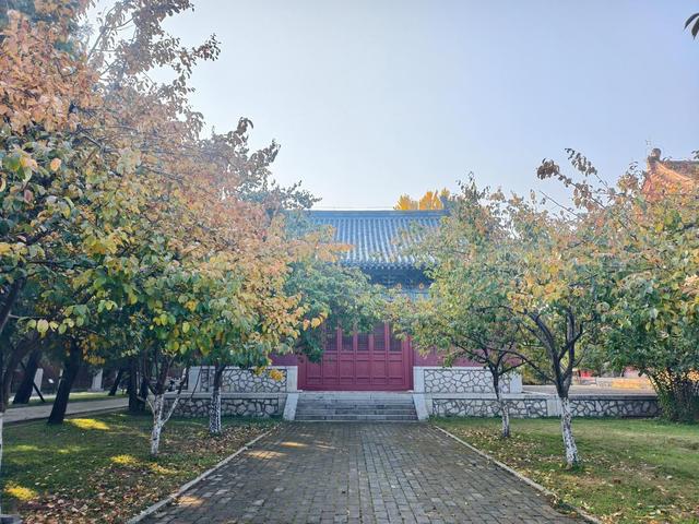 图集丨金秋岱庙美出圈 千年古银杏 “披金” 引客打卡