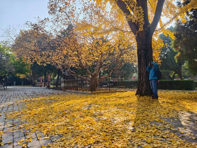 图集丨金秋岱庙美出圈 千年古银杏 “披金” 引客打卡