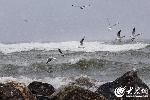 四季予你｜烟台：雪舞海畔，海鸥争涛