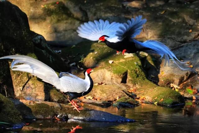 三明文旅福利来啦！《疯狂动物城2》联名公仔免费抽，手慢无！