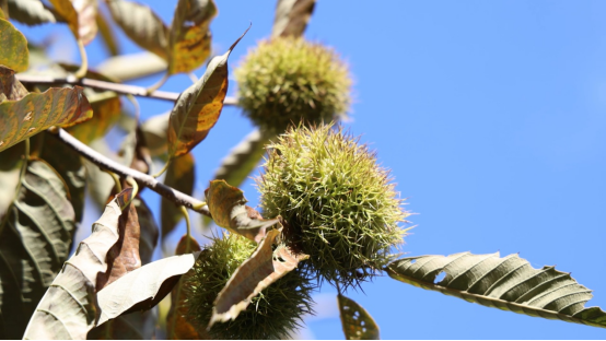 泰安黄前镇：一半山水清欢，一半文化沉香