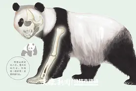 王德远：从牙齿化石看大熊猫的演化过程图片