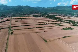 喜看丰收景｜陕西岐山：科技手段助力夏收  确保夏粮颗粒归仓图片