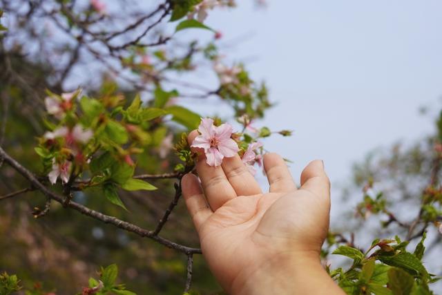 植物园不止失去一个秋天