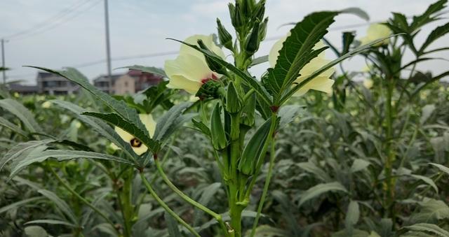 崇明水果秋葵上市，可以生吃！