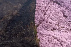 山火烧过的土地正在被春天治愈图片