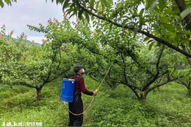 务川丰乐镇：抓牢精细管护 静待硕果飘香图片