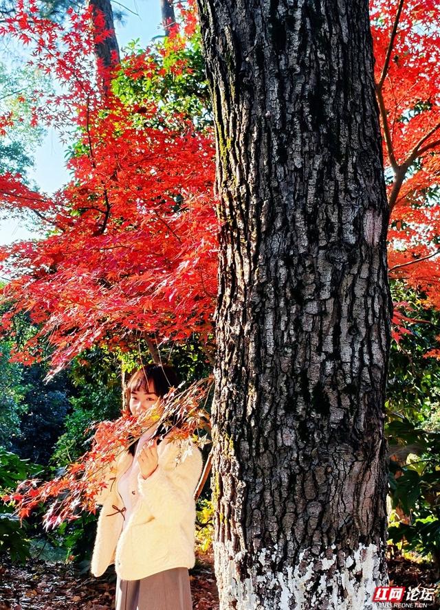 【每日一图@湖南】层林尽染，游人如织，湖南省植物园开启最美“枫”景季