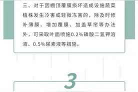 御寒有方③丨地里的蔬菜，既要保温，也要补充营养图片