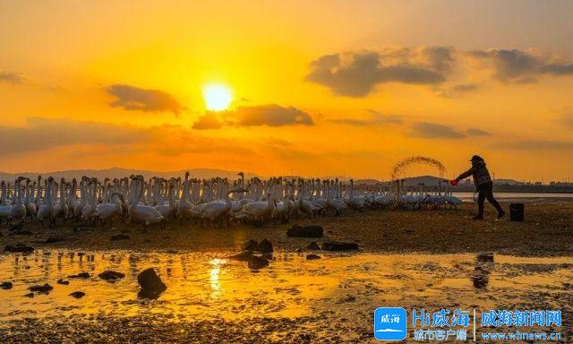 冬游威海 情满山海｜飞抵威海大天鹅已有6000只左右！在这些地方都能看到→