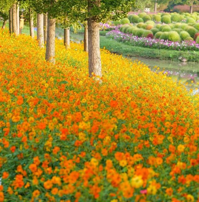 地肤、格桑花、向日葵…来金山这里赏花→