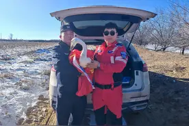 接力救助落单白天鹅图片