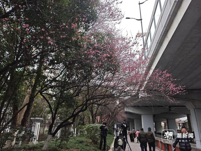 红梅与火车同框，杭州这处“限时款”美景又来了，有人从上海赶来打卡