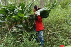 粽叶飘香 白沙七坊镇粽叶在市场走俏图片