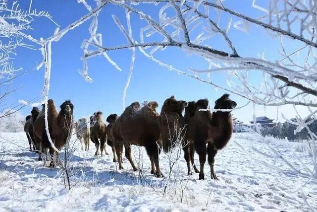 王炸！内蒙古“冰镇小龙虾”出道！