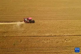 安徽：淮河两岸麦收忙图片