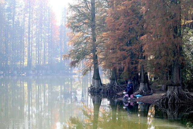 童话之约！义乌“小九寨”水杉林迎最佳观赏期，随手一拍就是壁纸