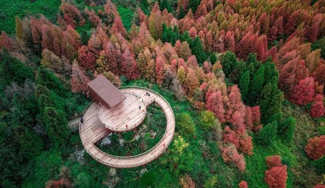 重庆秋色“天花板”火了！最快1小时飚拢！