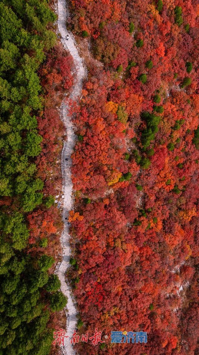 层林尽染！济南蝎子山“平分秋色”美景上线