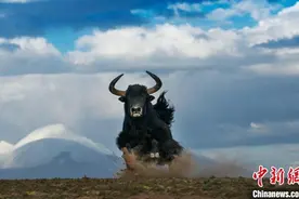 青海：多部门推动野牦牛等野生动物公益司法保护图片