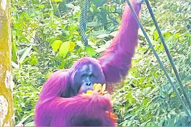 在砂拉越丛林遇见“未来猩王”图片