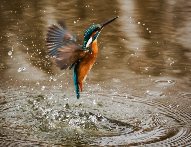 西安冬季观鸟指南 赴一场“飞羽之约”