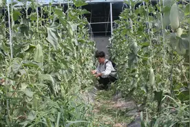 大沽街道蓝鲸岛社区：增进邻里情 采摘乐趣多图片