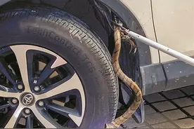 半月捕蛇232次，消防员都抓麻了专家：4月至11月为蛇类活跃期，户外活动需提高警惕图片