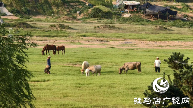 锦绣泌阳：藏在山水间的生态画卷