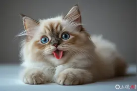 带宠物坐飞机，宠物进客舱服务有哪些要求？图片