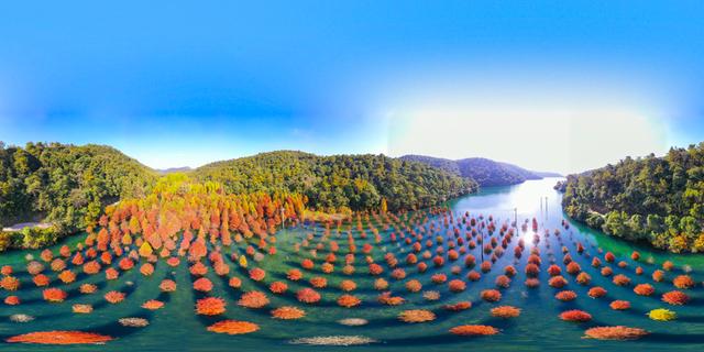 初冬水杉 色彩斑斓