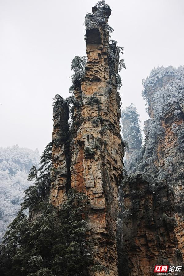 【每日一图@湖南】张家界冬日限定奇观！峰林裹银装，雾凇美出圈