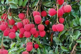 蝉鸣荔熟正当时，阳西万亩早熟荔枝抢“鲜”上市图片