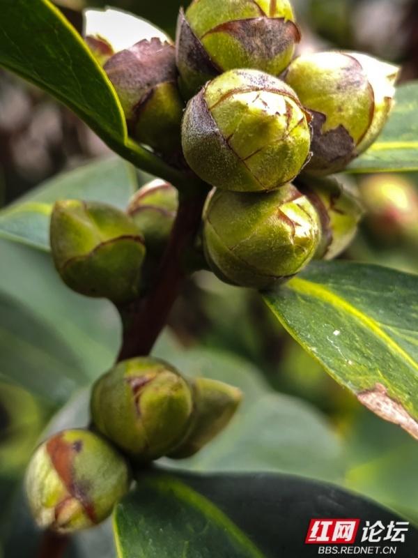 黄兴故居冬日：茶花苞攒聚枝头，预写春的序章