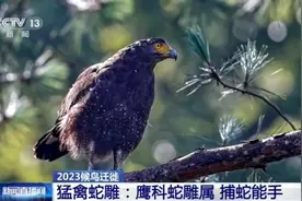 放飞六年后 蛇雕GXU001你过得好吗？图片