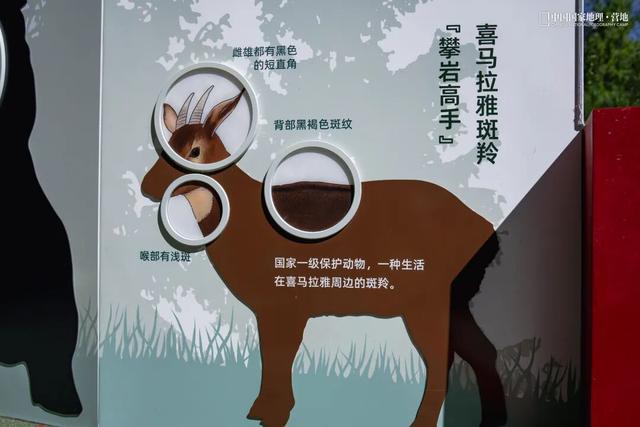 波密零碳自然驿站矩阵落成