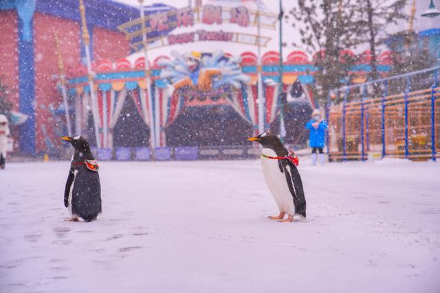 河南文旅雪后盛景：银装素裹绘就“一半仙境，一半人间”画卷