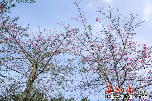 美丽异木棉迎冬绽放 扮靓环热带雨林国家公园旅游公路