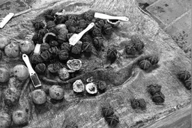 一年一度“赌青皮” 老套路盯上新玩友图片