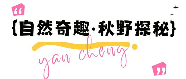 不来盐城，怎知秋色如许？