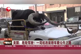 美国：危险驾驶！一司机改装轿车载公牛上路