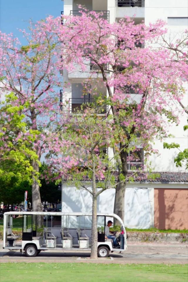 闽侯异木棉全盛登场！是谁的大学这么浪漫呀？