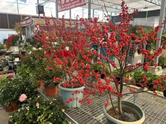 2026沪上年宵花市开逛！“花”式逛出新年味