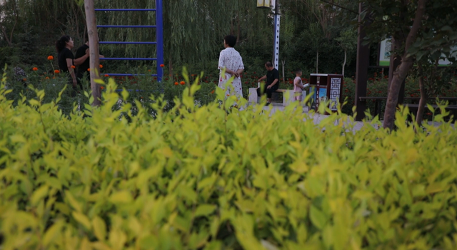敦煌市区花雨路变身花海绿廊  一路美景醉游人