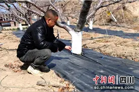 汶川：数字赋能 培育乡村特色产业高质量发展图片