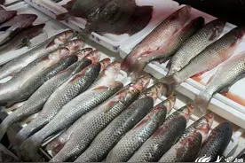 众点关注 |  “开春第一鲜”来了！开凌梭受东营市民喜爱 今春你尝鲜了吗图片